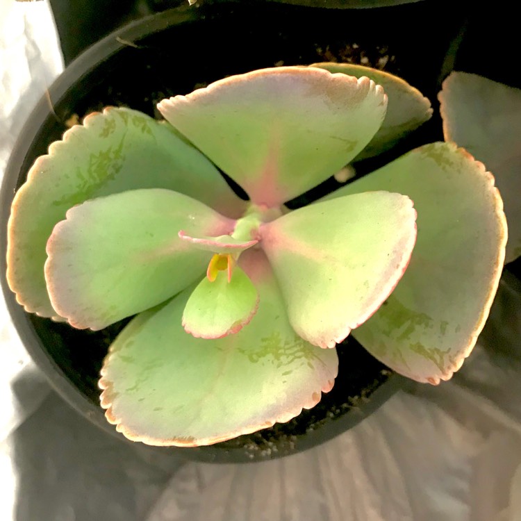 plant image 724171 plant image 724171