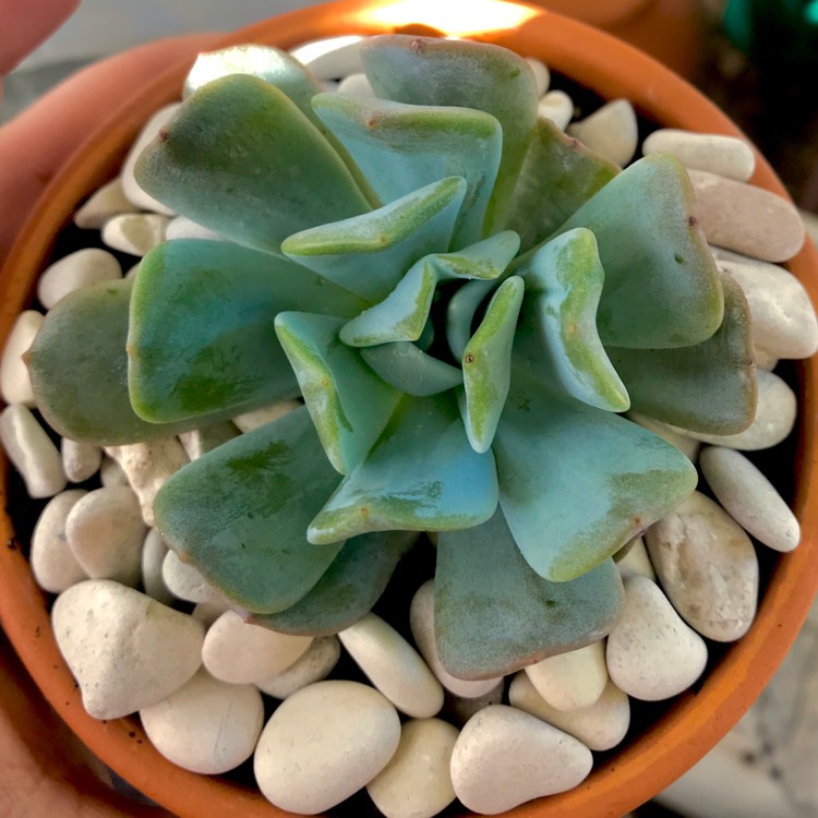 plant image 725282 plant image 725282