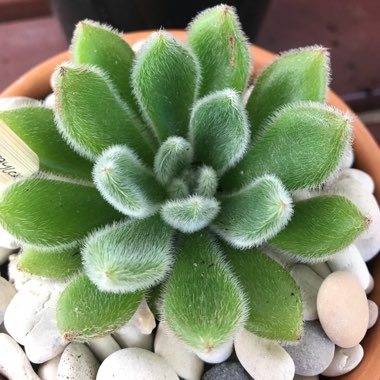 Echeveria Doris Taylor