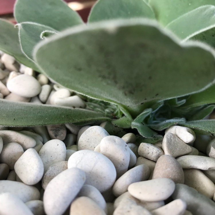plant image 725424