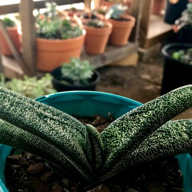 Gasteria batesiana 'Little Warty'