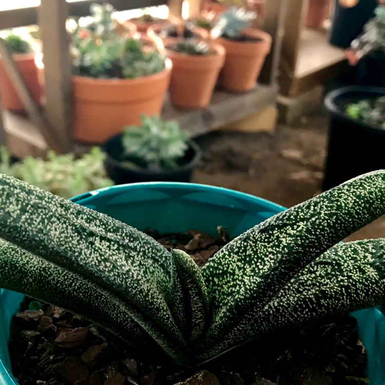 Plant image Gasteria batesiana 'Little Warty'