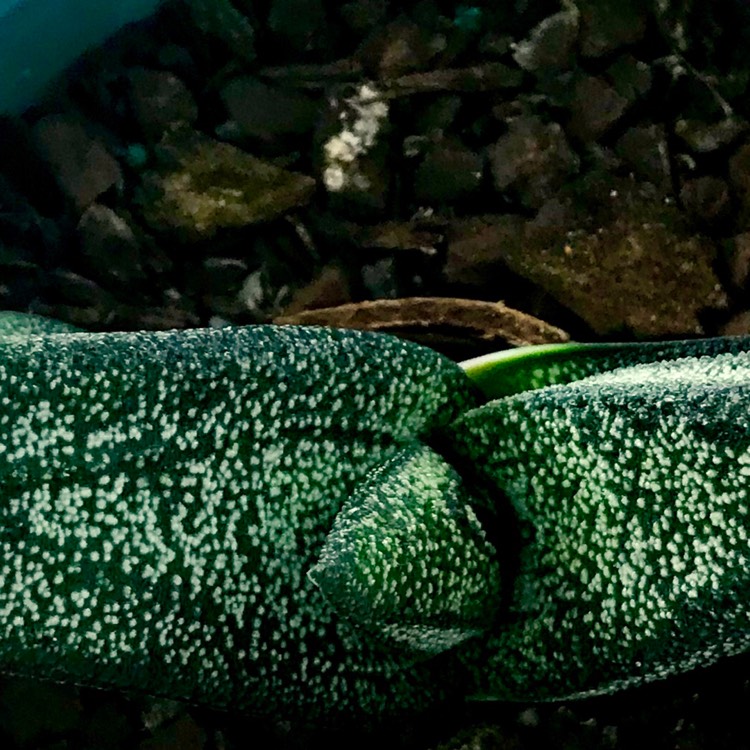plant image 728905