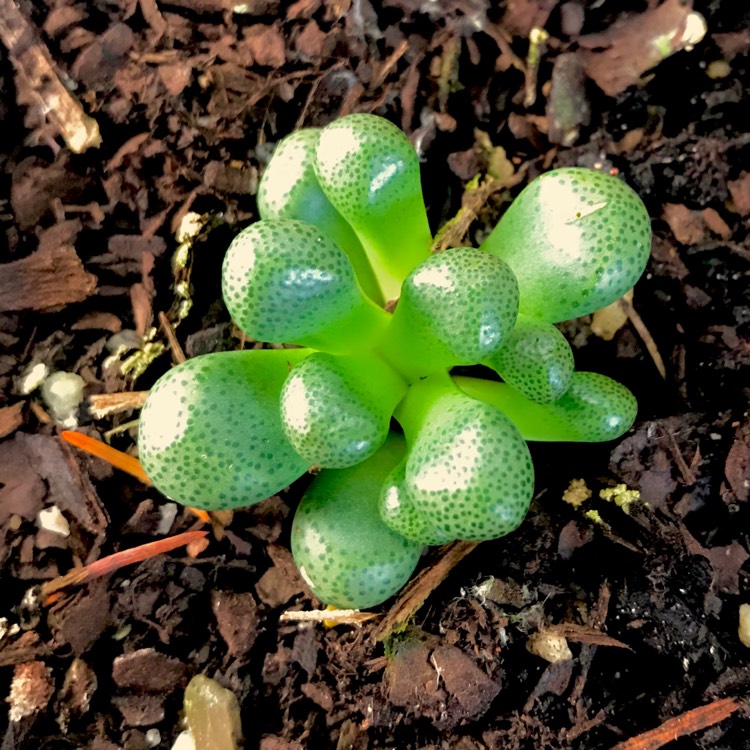 Plant image Aloinopsis schooneesii