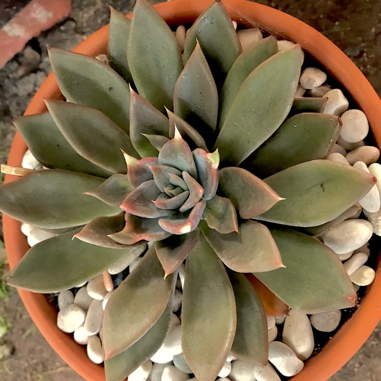 plant image 730351 plant image 730351