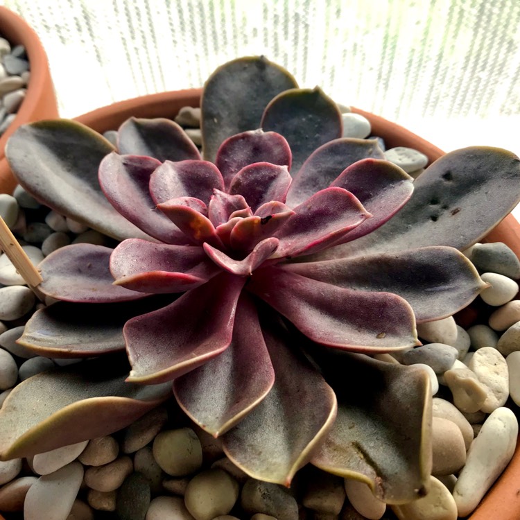 plant image 730629