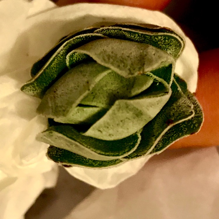 plant image 730910