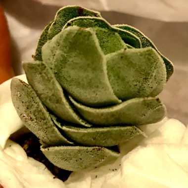 Crassula 'Ivory Pagoda'