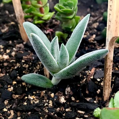 Crassula 'Surprise Party'