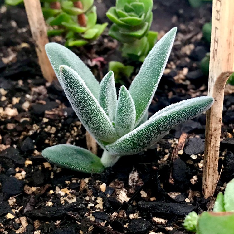 Plant image Crassula 'Surprise Party'