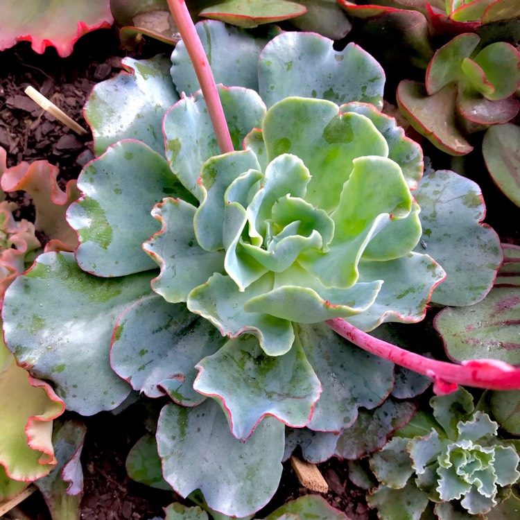plant image 731117 plant image 731117