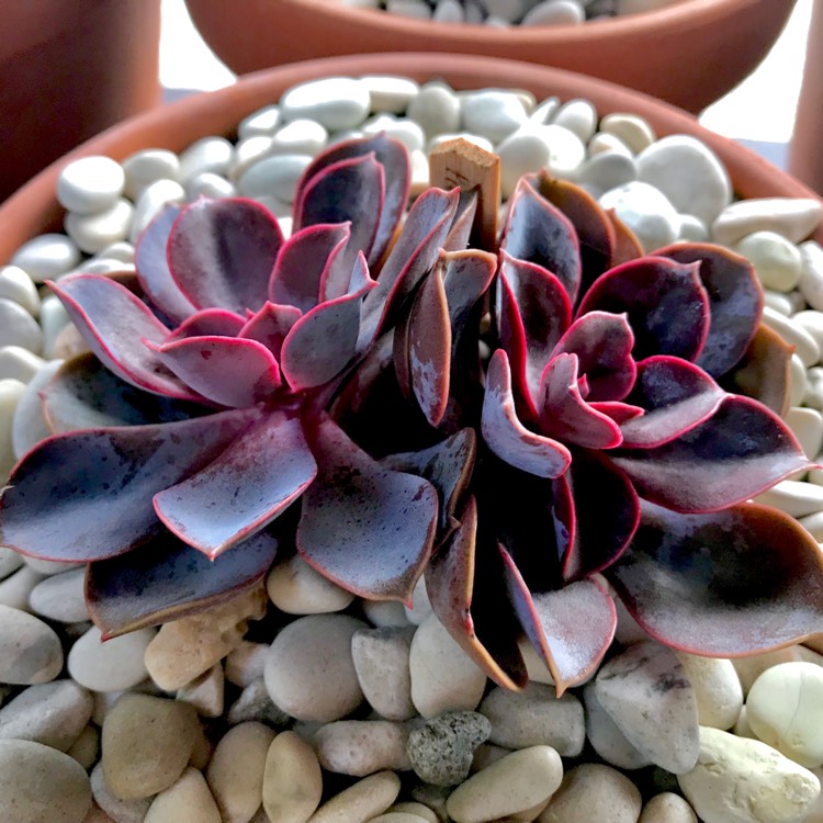 plant image 731142