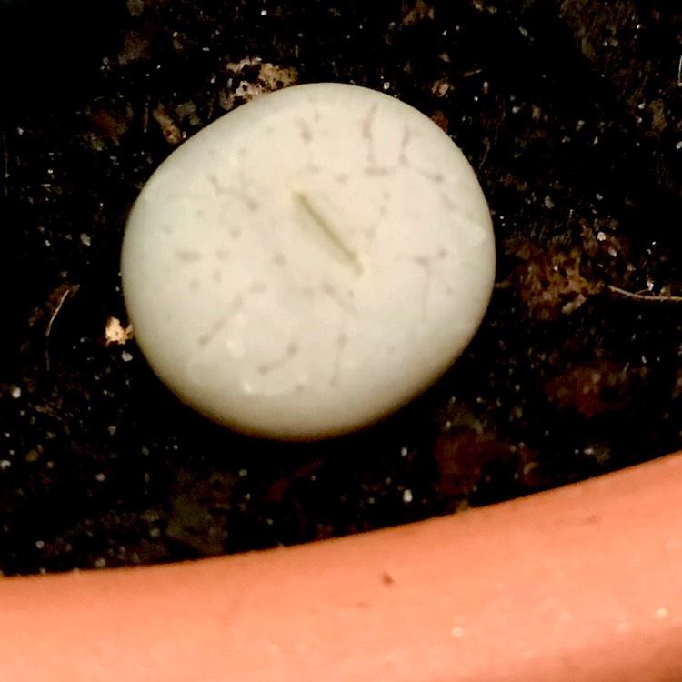 plant image 732798