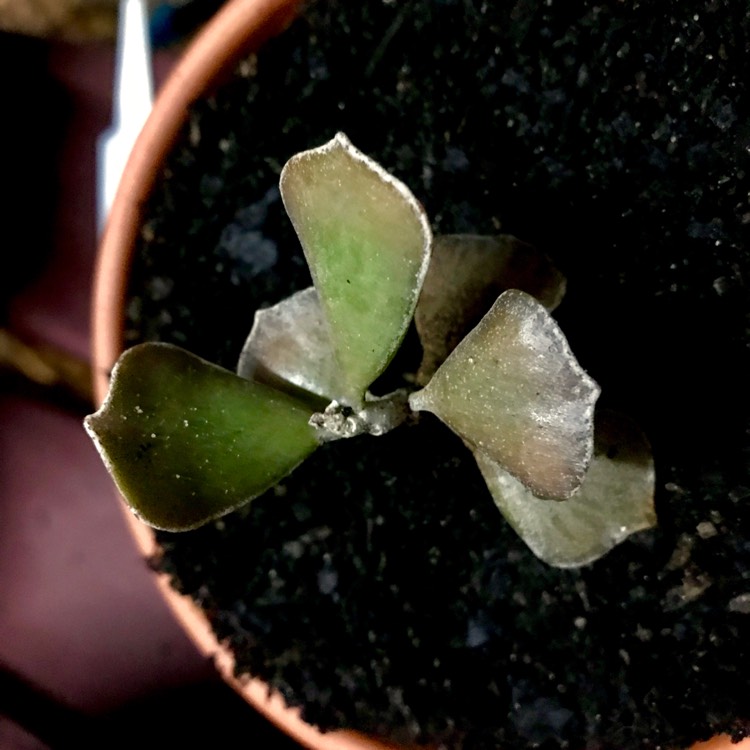 plant image 733730 plant image 733730