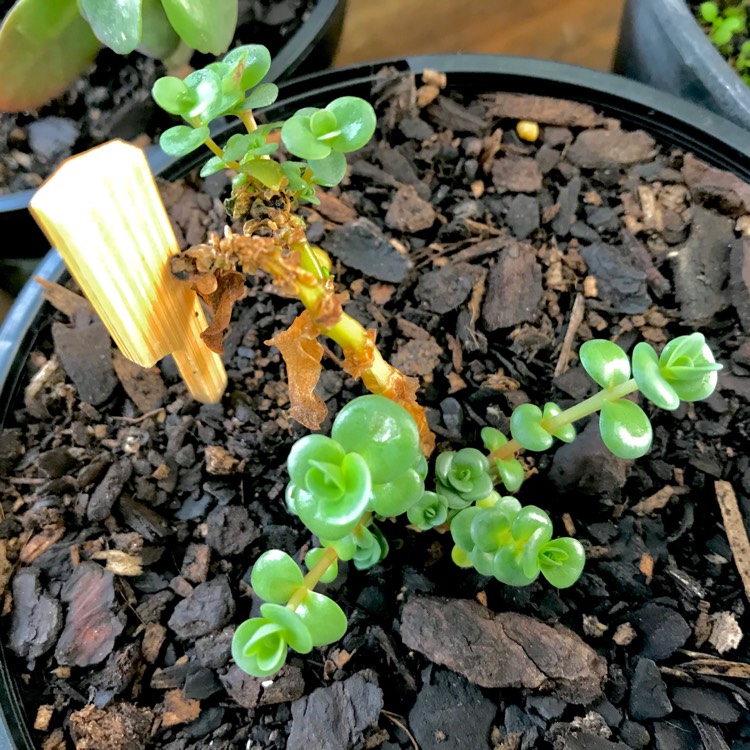plant image 733992