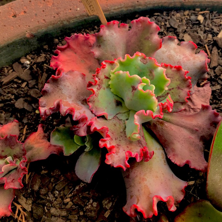 plant image 734269 plant image 734269