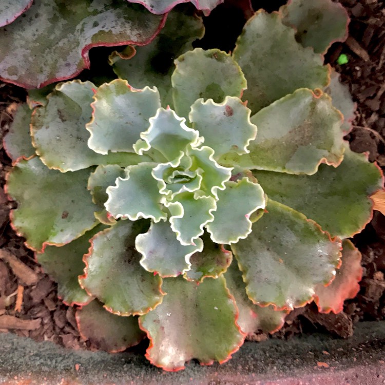 plant image 734278 plant image 734278