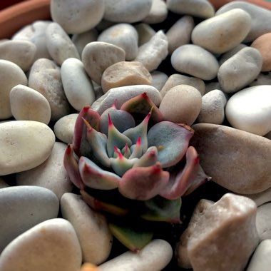 Echeveria Cuspidata Var. Zaragozae Pink Form