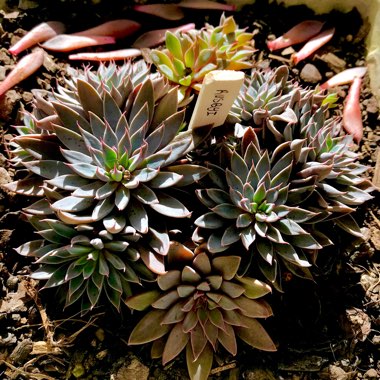 Graptopetalum Rusbyi