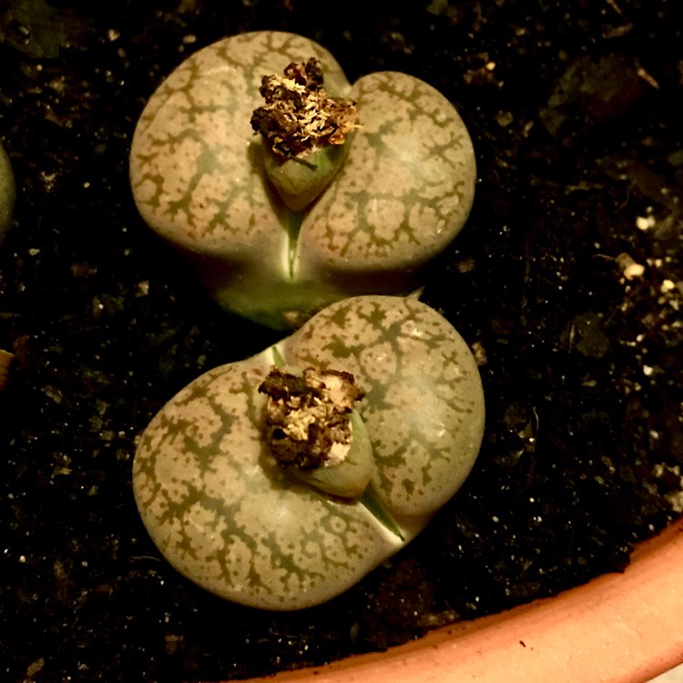 plant image 741844
