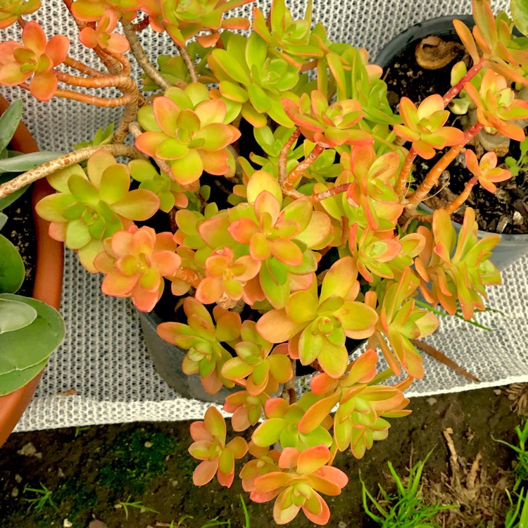 plant image 742215