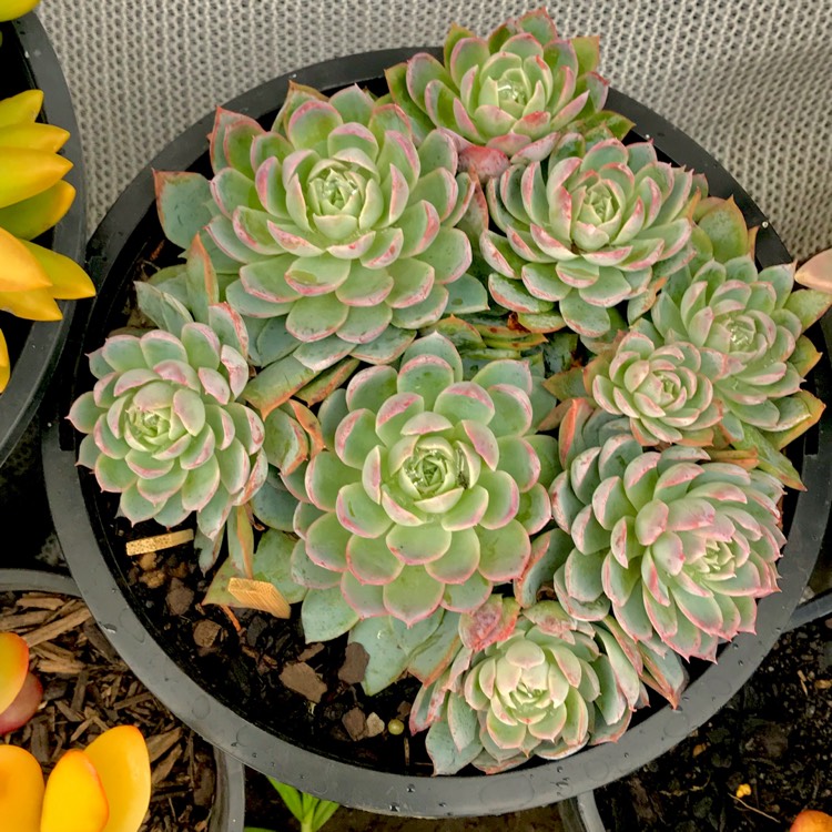 plant image 742227 plant image 742227