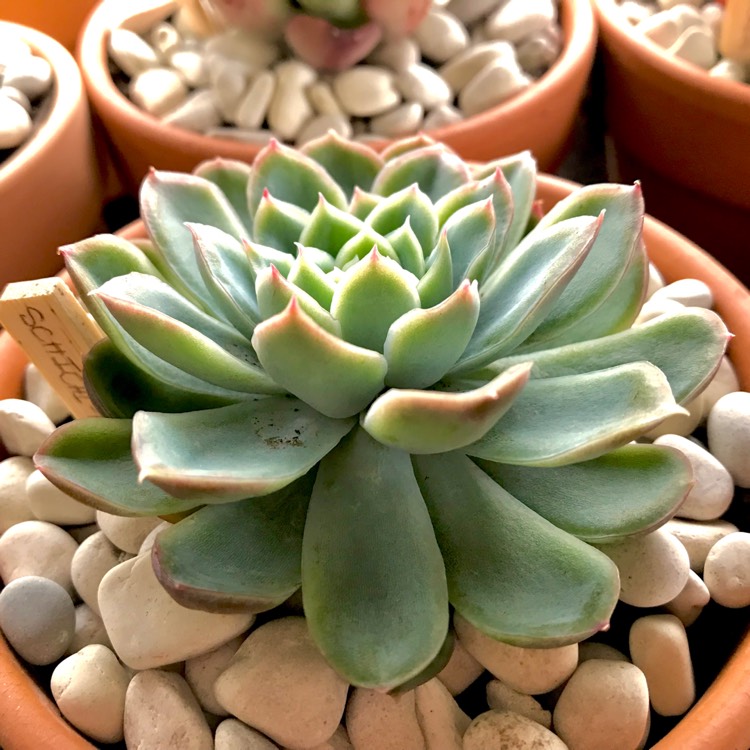 plant image 742460