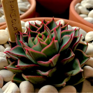 Echeveria Fabiola