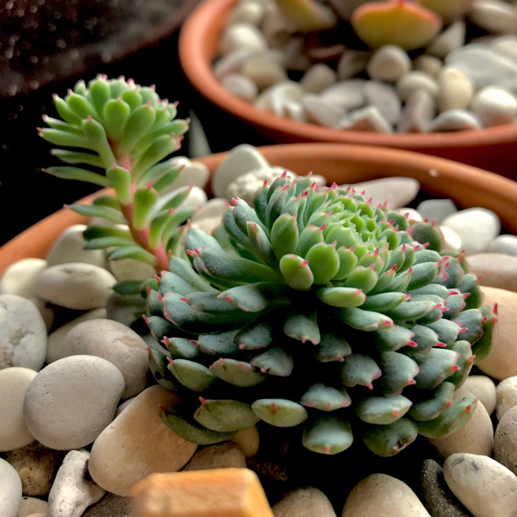 plant image 742615 plant image 742615