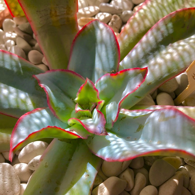 plant image 743279 plant image 743279