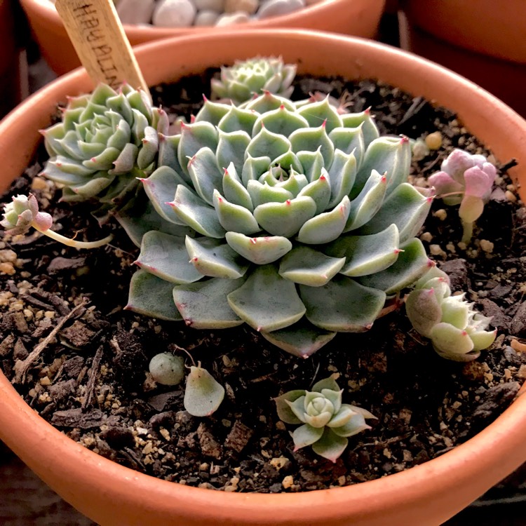 plant image 743590 plant image 743590