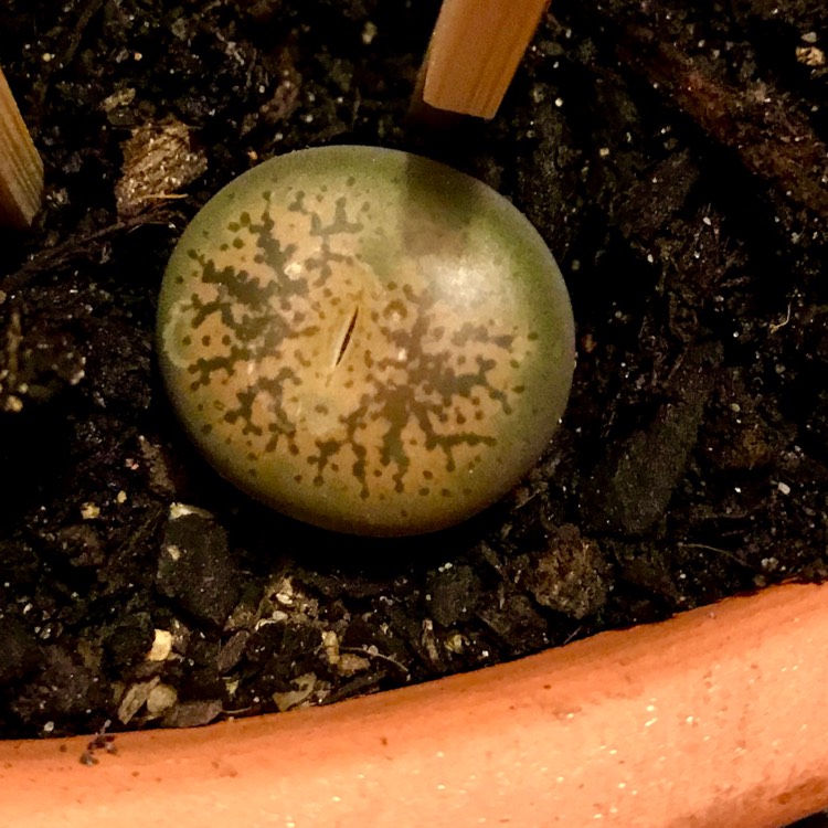 Plant image Lithops Leslei var. Leslei