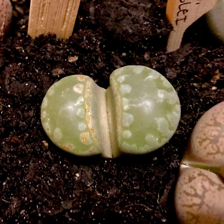 plant image 745027