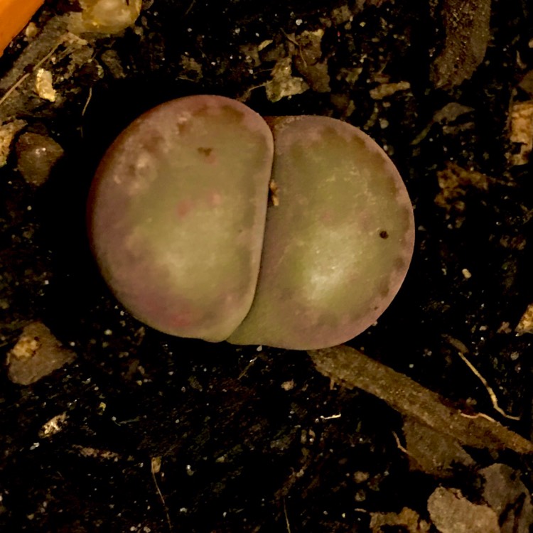 plant image 747510 plant image 747510