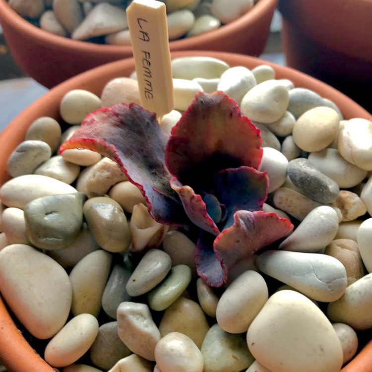 Plant image Echeveria La Femme