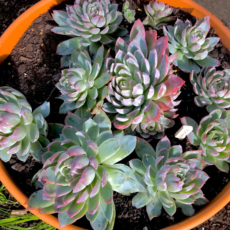 plant image 751427 plant image 751427
