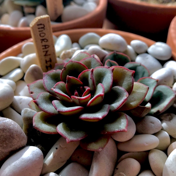 plant image 751443 plant image 751443