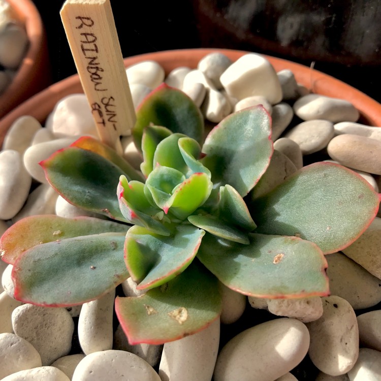 plant image 751446 plant image 751446