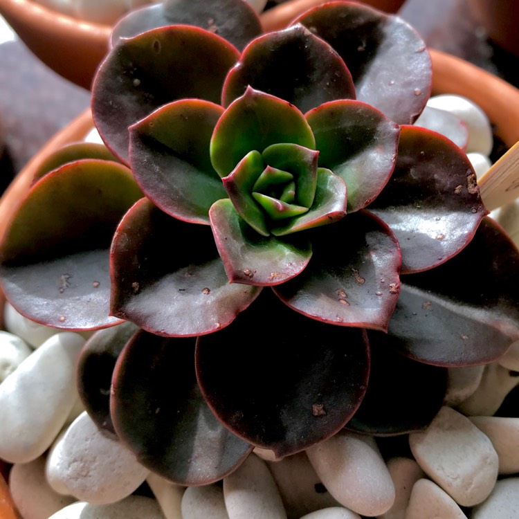 plant image 751447 plant image 751447