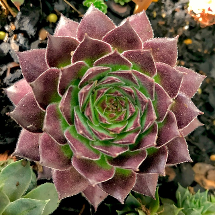plant image 751461 plant image 751461