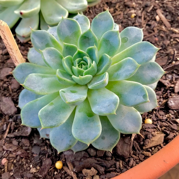 plant image 751492