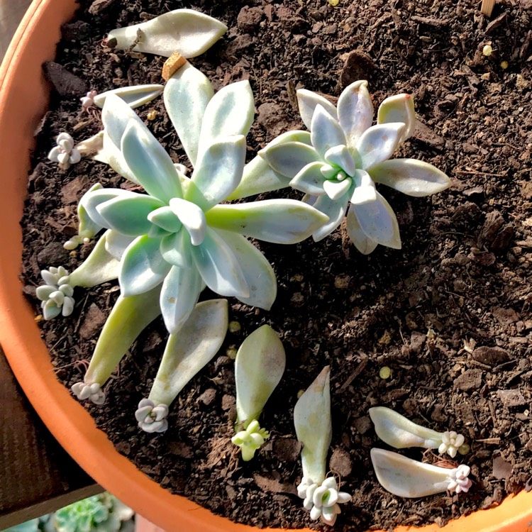 plant image 751569 plant image 751569