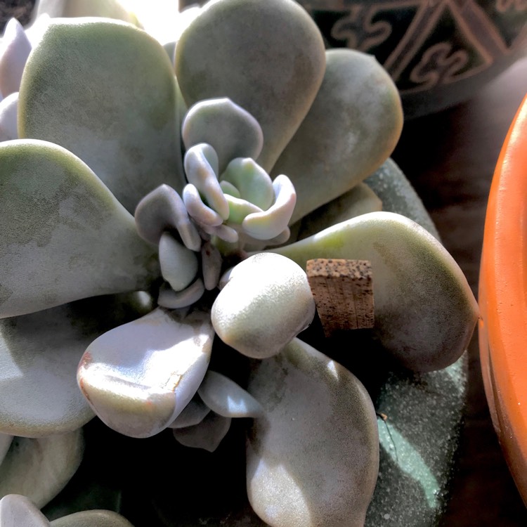 plant image 751636