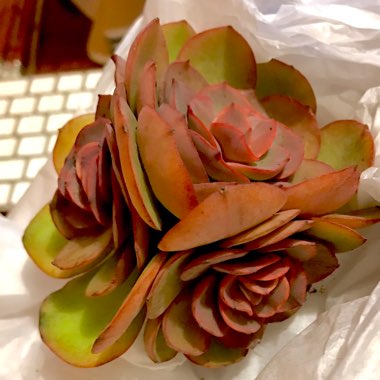 Echeveria Suyon