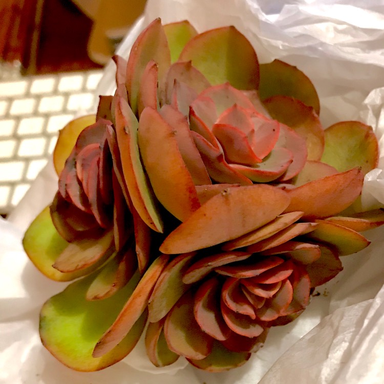 Plant image Echeveria Suyon