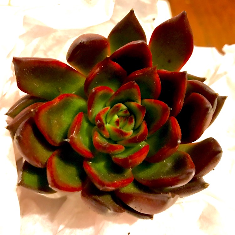 Plant image Echeveria Benimusume