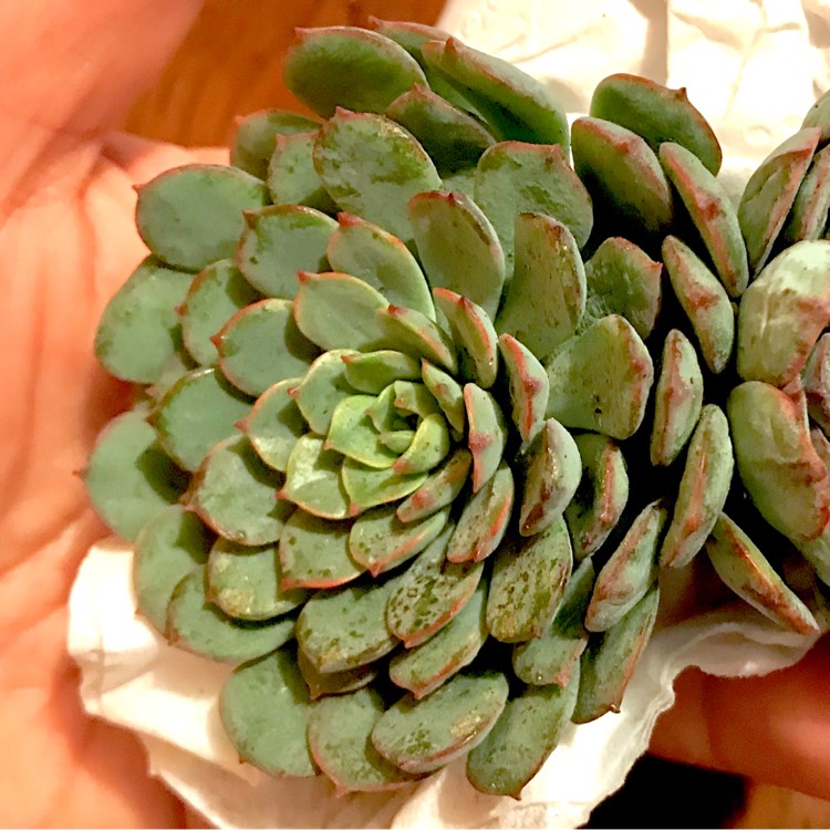 Plant image xGraptoveria Accolade