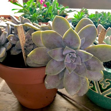 Graptopetalum Superbum
