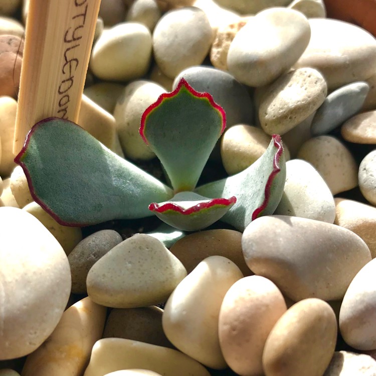 plant image 752708 plant image 752708