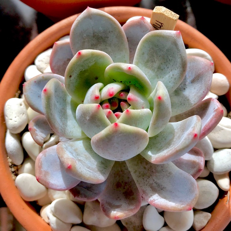 plant image 752918 plant image 752918
